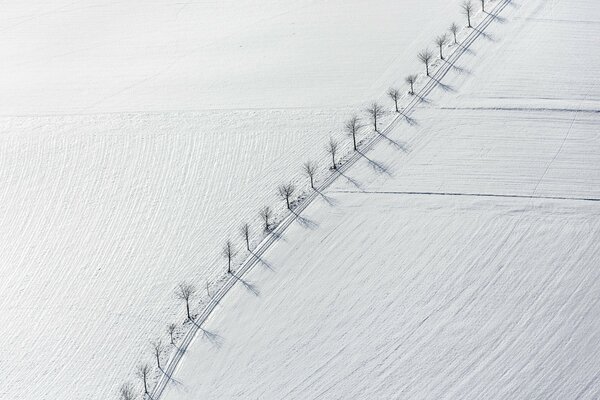 Photo minimaliste des arbres le long de la route dans le champ de neige. Vue de dessus