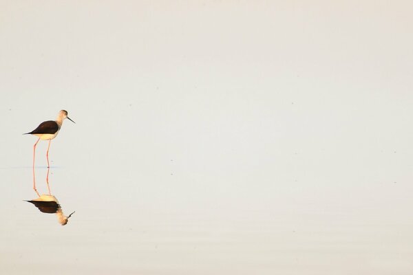 Le minimalisme dans la nature est beau à sa manière