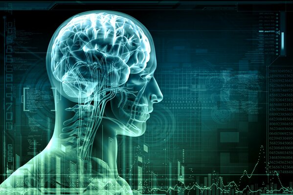 La représentation graphique des artères du cerveau des os de la personne