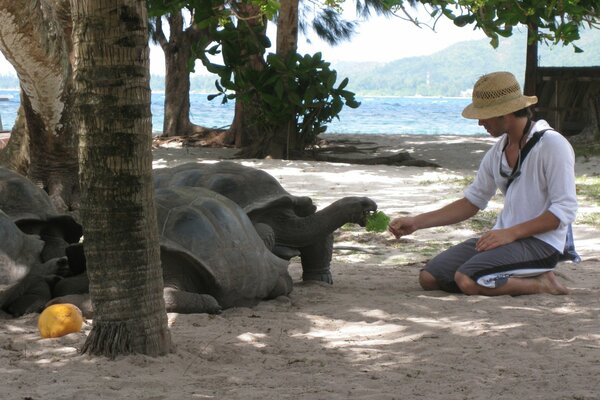 L homme se nourrit de tortues des Seychelles