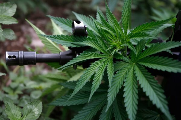 Automatique выглядывающий de la ruche de cannabis