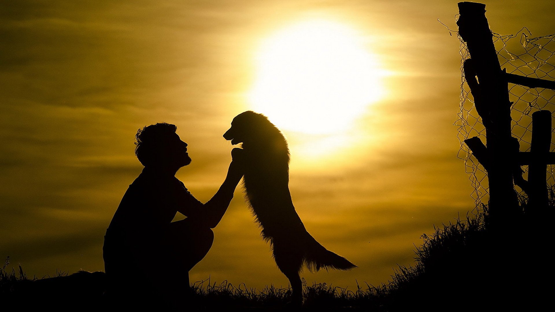 homme chien ami soleil force