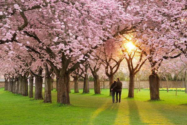 Humeur de printemps, belle nature fleurie marche couple . allée avec des arbres en fleurs paradis pour les amoureux
