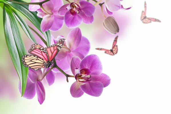 Volants sur fond de vives orchidées papillon