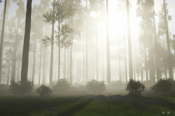 Le soleil se fraye un chemin à travers le brouillard nocturne