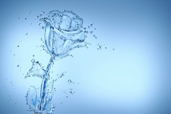 Image d une rose transparente de l eau