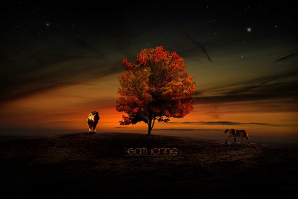 Lion et lionne au coucher du soleil près de l arbre