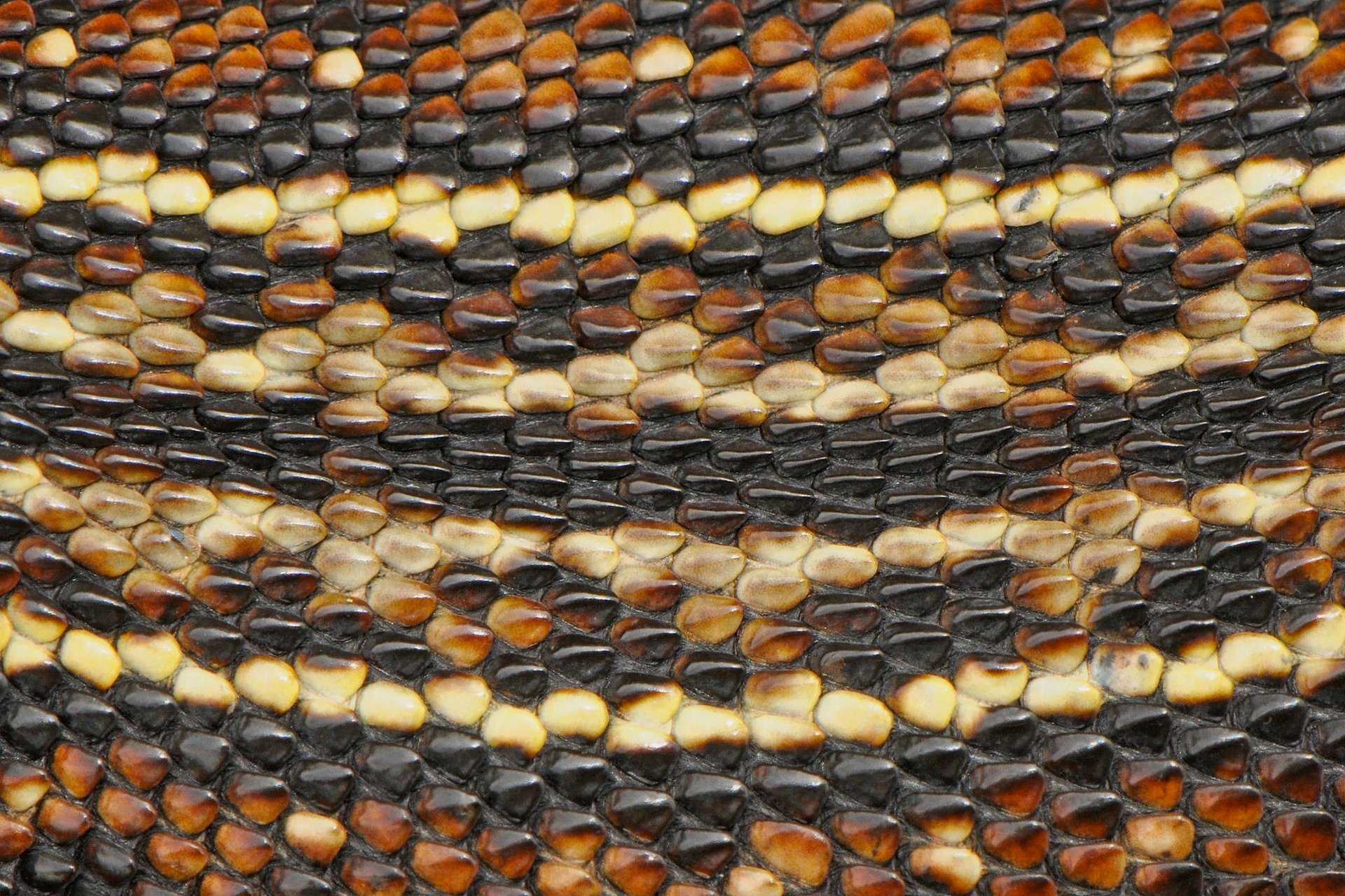 peau de serpent serpent peau gros plan