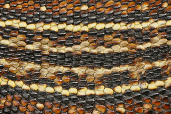 Image macro de peau de serpent