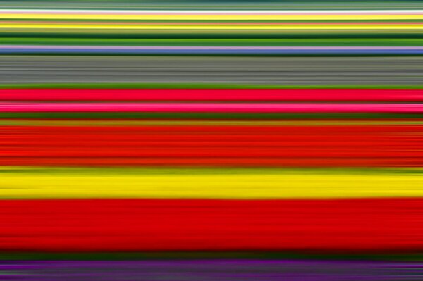 Plantation de tulipes colorées