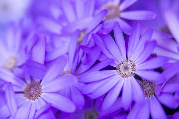 Fleurs lilas macro nature