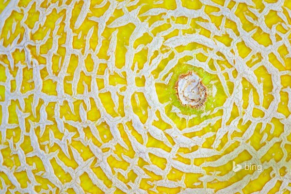 Photo de melon mûr en gros plan
