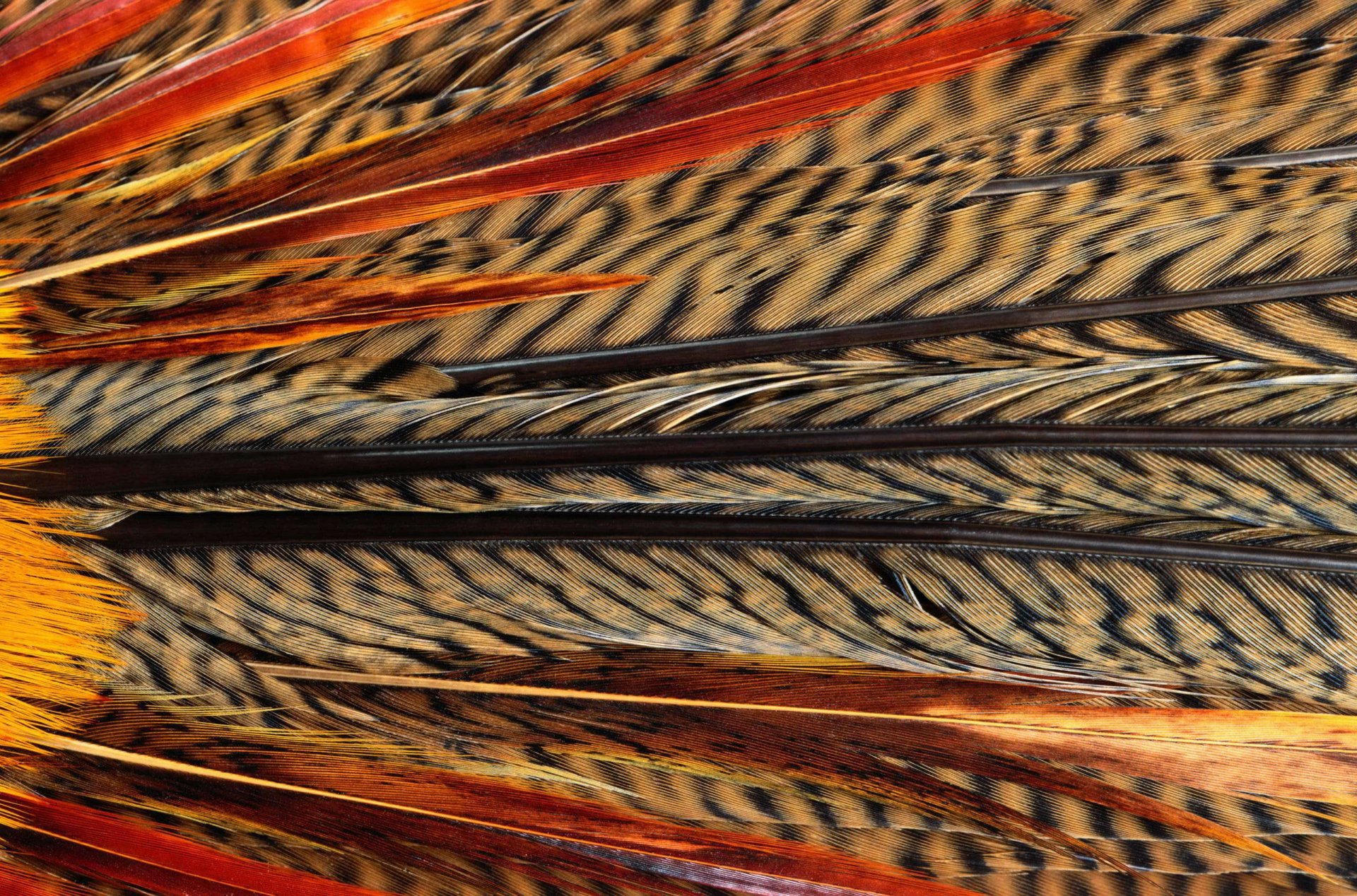 texture plumes d oiseaux exotiques texture animale fond d écran