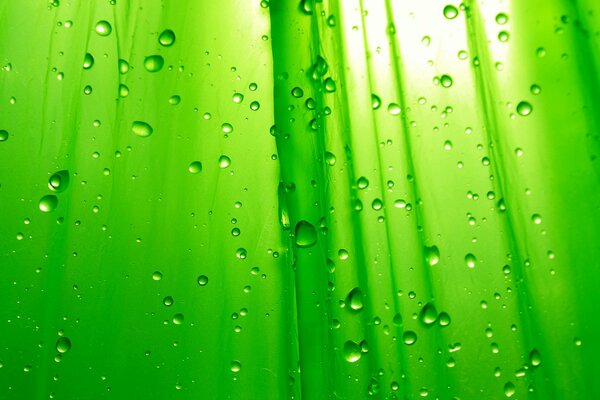 Gouttes de pluie sur fond vert