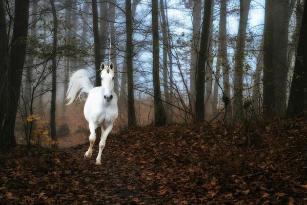 Licorne dans le brouillard de la forêt court sur le sol