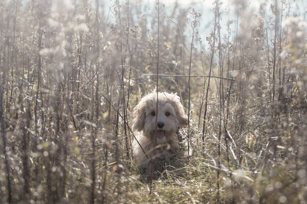 Touffue chien assis dans l herbe