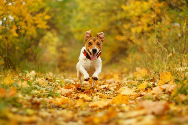 Joyeux chien vole sur les feuilles d automne