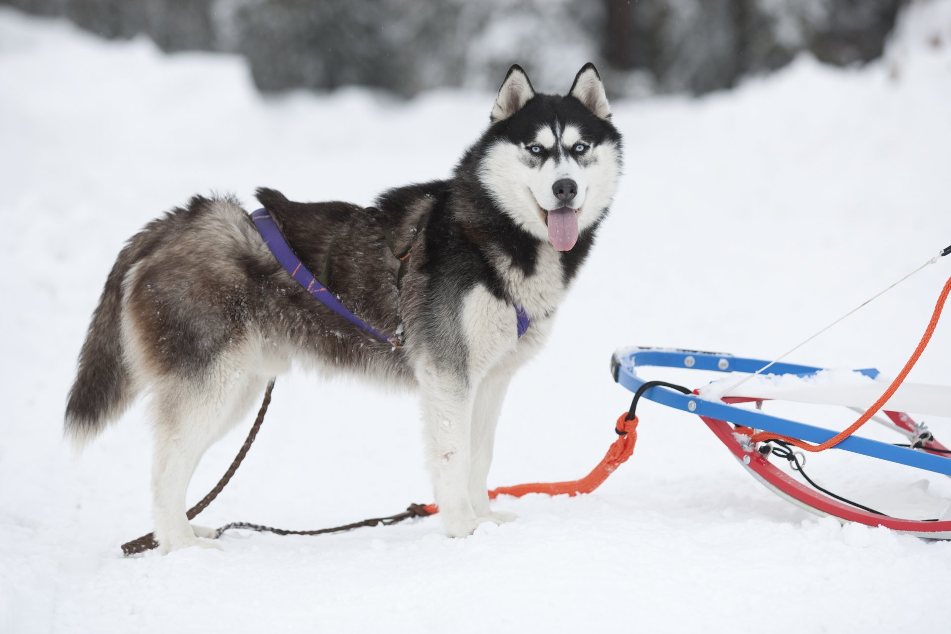 chien de traîneau traîneau husky