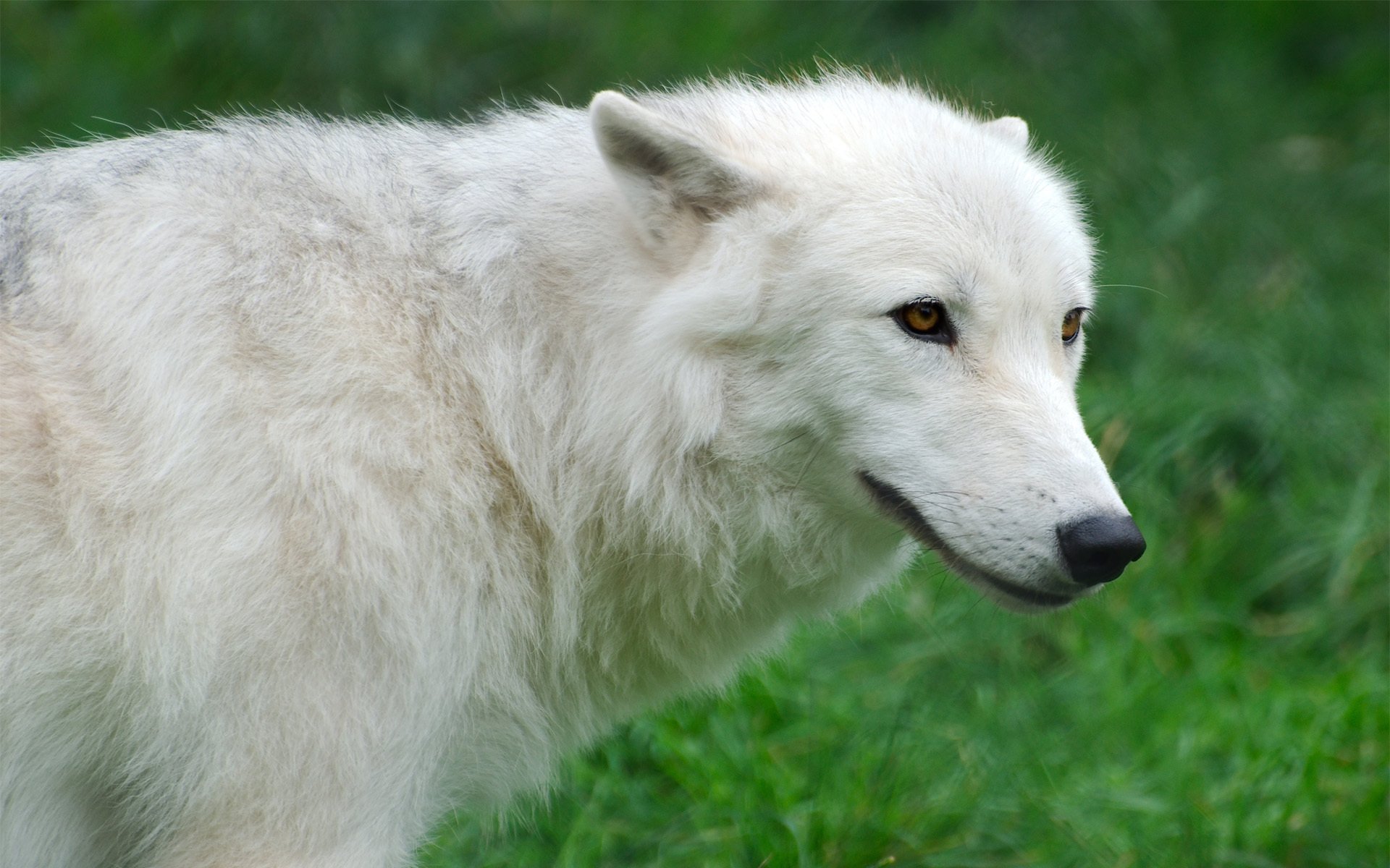 arctique loup blanc herbe