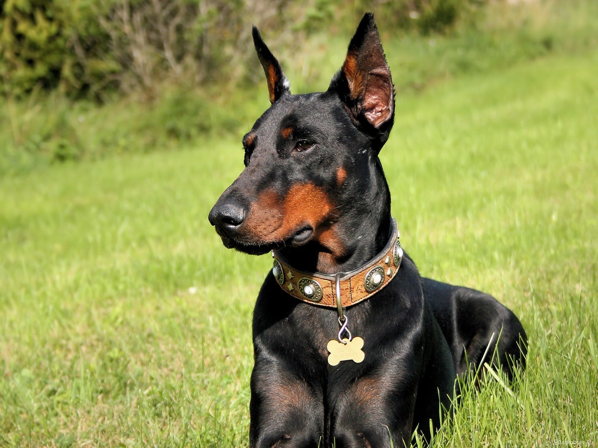 chien doberman herbe