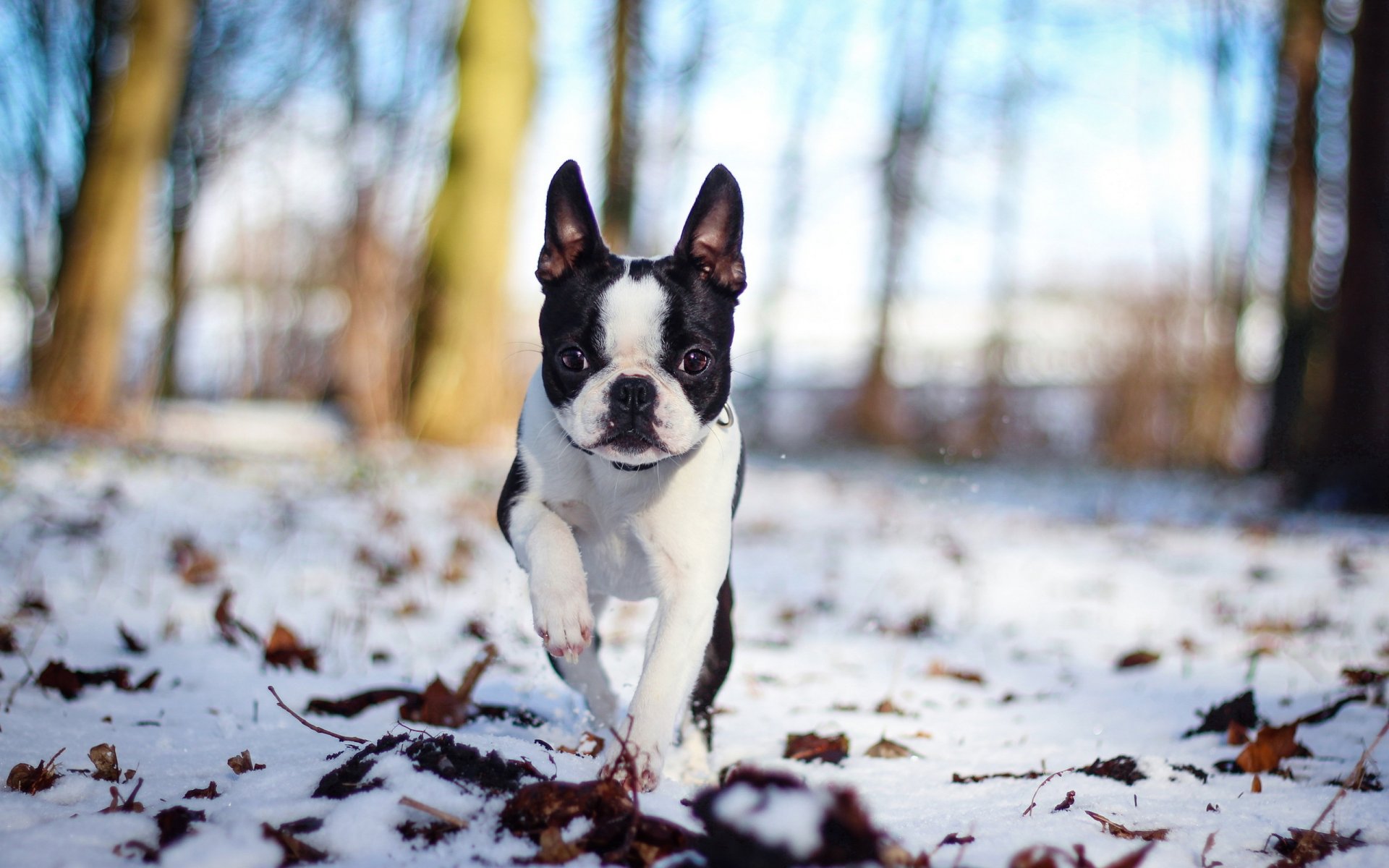 chien neige nature