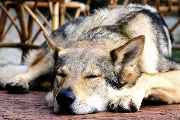 Chien endormi sur fond de chaises