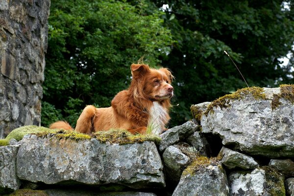 Un Retriever admirant la nature sur les rochers