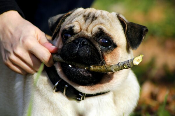 Chiot de race Pug avec un beau regard