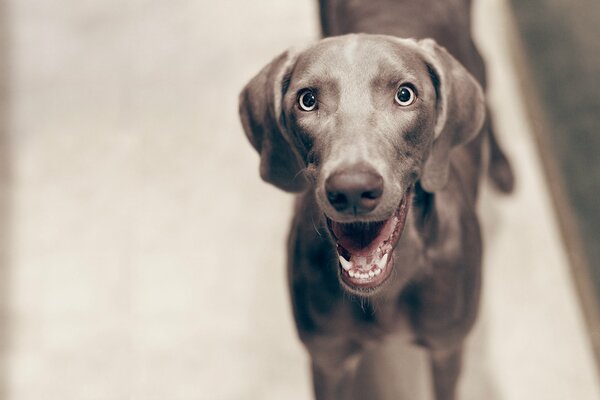 Photo en noir et blanc d un chien souriant