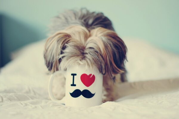 Doggy fourré dans une tasse avec une inscription mignonne