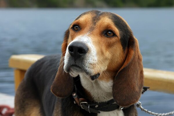 Le chien regarde attentivement quelque part