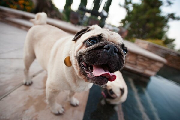 Chien. Chiot et la langue. Roquet