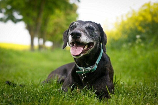 Chien noir avec collier rouge sur l herbe