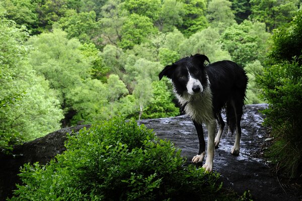 Chien blanc noir dans la forêt près du ruisseau