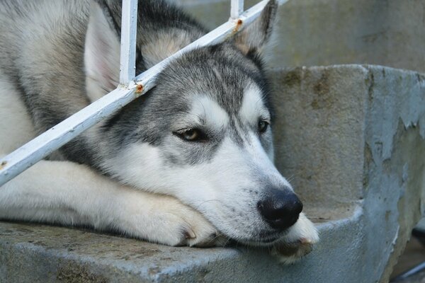 Triste chien gris attend son ami