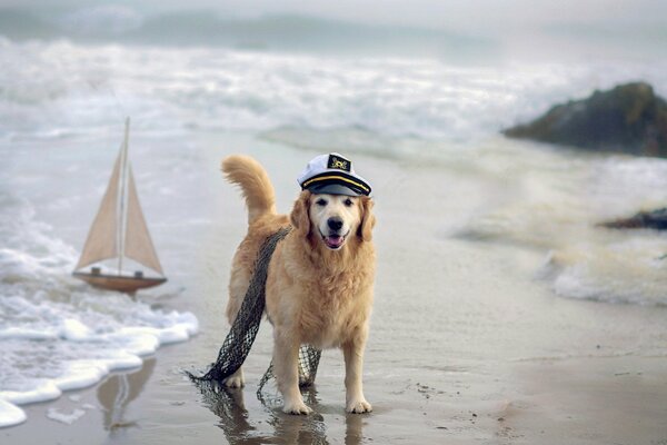 Courageux chien marin sur le rivage