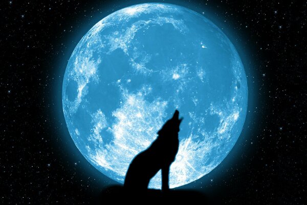 Le loup hurle sur le fond de la belle lune et les étoiles