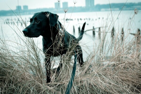 Chien noir sur fond de rivière