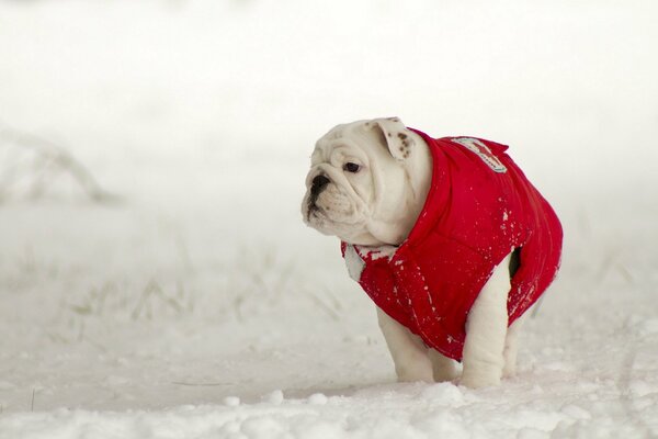 Chien blanc dans une veste rouge