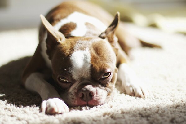 Mécontent d être réveillé après le sommeil