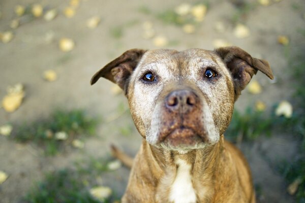 Chiot Pitbull. Le regard du chien