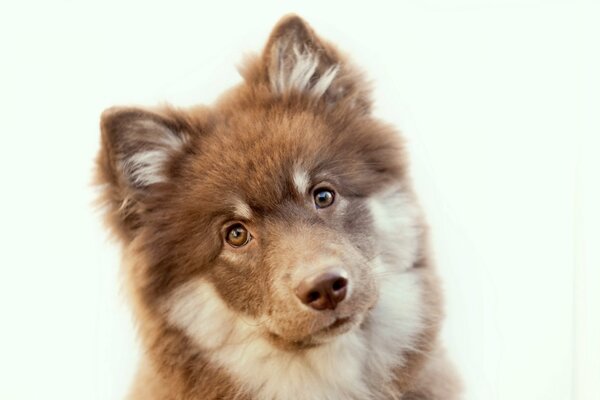 Regard de chien sur fond blanc