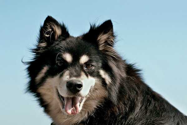 Chien noir et blanc posant pour portrait