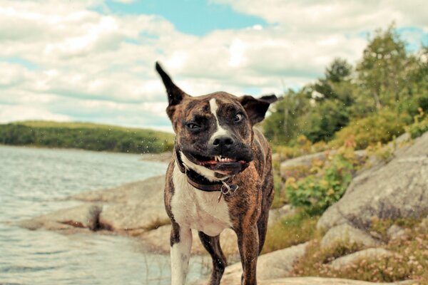 Museau de chien en mouvement. Bel homme