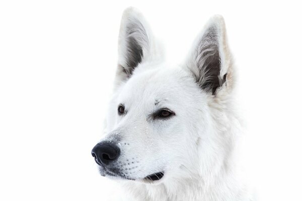 Chien blanc sur fond blanc