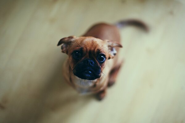 Chien regardant vers le haut par le bas