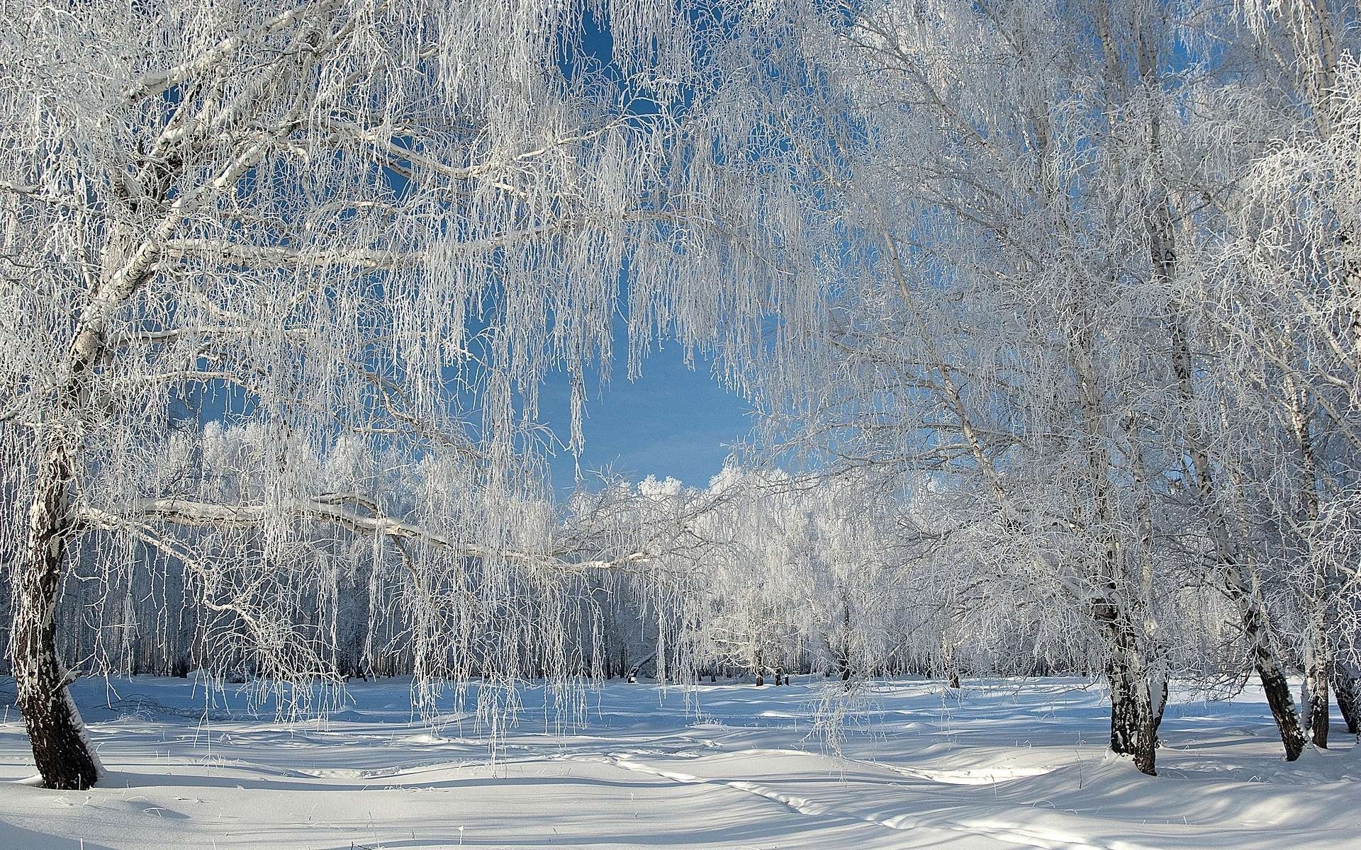 hiver neige givre forêt