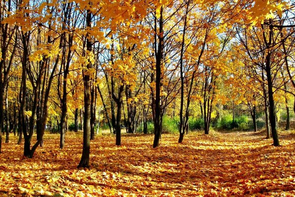 Feuilles jaunes dans la forêt d automne
