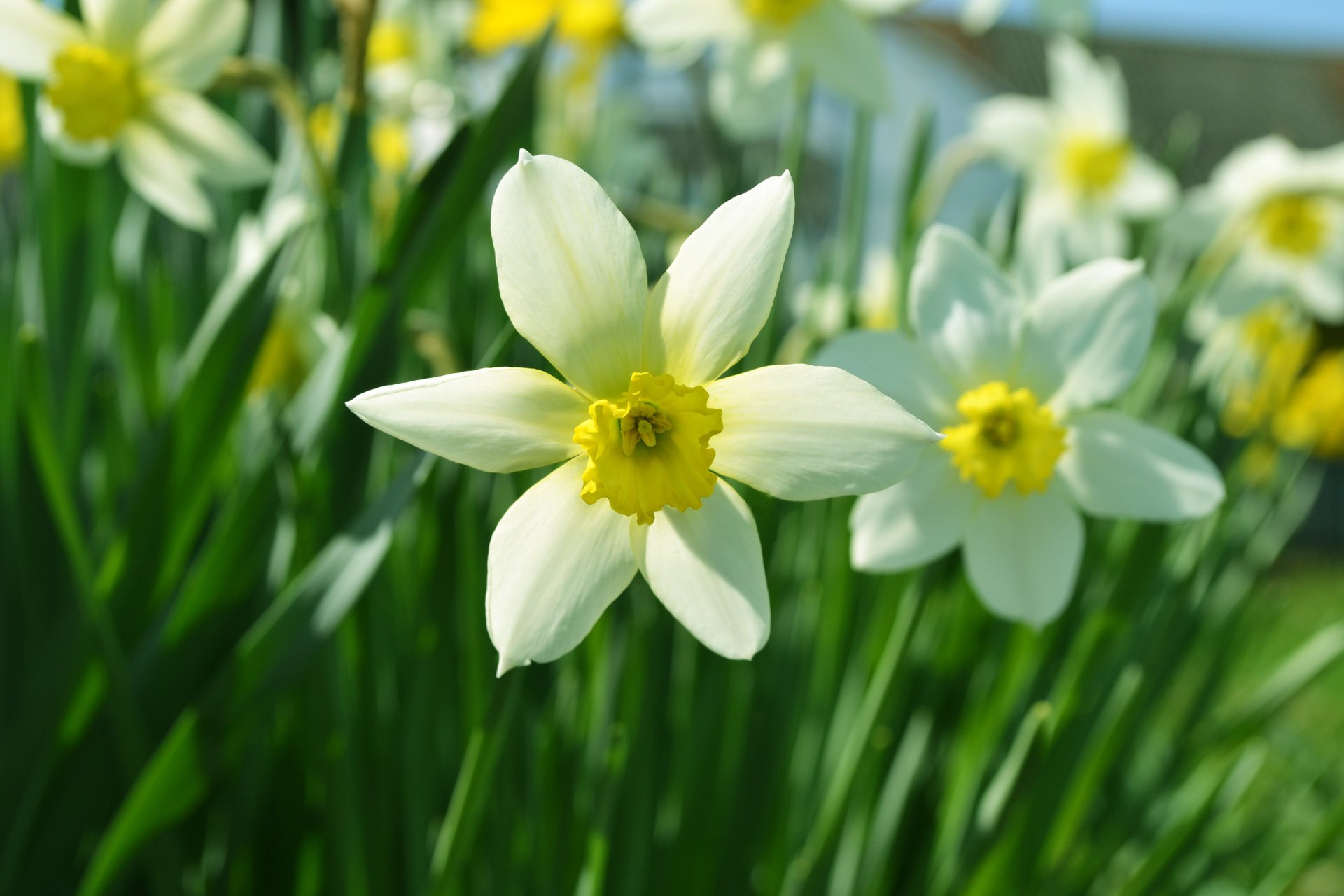 fleurs verdure été herbe