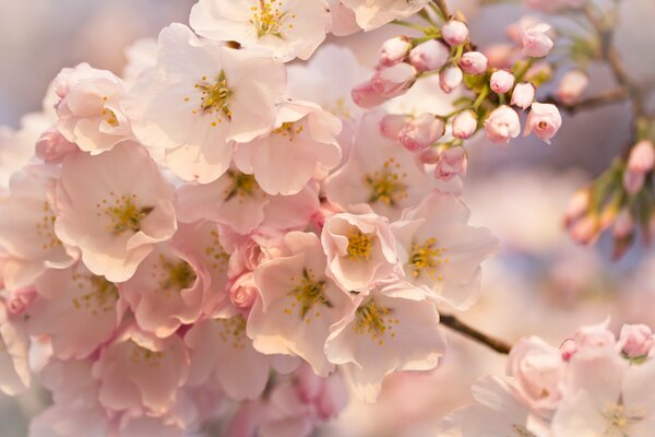 Arbre fruitier en fleurs. Fleurs parfumées